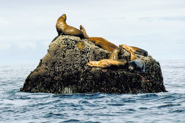 California sea lion